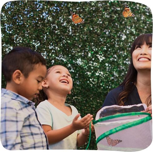 Insect Lore Easy 25 Butterfly Garden Pavilion Growing Kit - 25 Baby Caterpillars, Pavilion Habitat, Chrys-a-lids, Food & Supplies - Raise and Release Painted Lady Butterflies in Kuwait