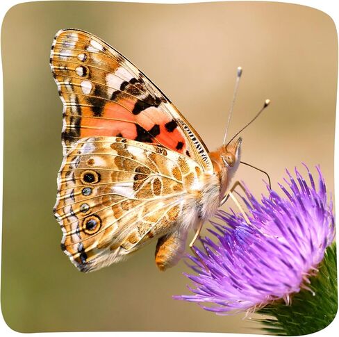 Insect Lore Easy 25 Butterfly Garden Pavilion Growing Kit - 25 Baby Caterpillars, Pavilion Habitat, Chrys-a-lids, Food & Supplies - Raise and Release Painted Lady Butterflies in Kuwait