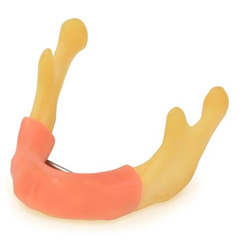 Mandible with Soft Tissue for Drilling Practice, Basic Implant Training Model with Practice Soft Artificial Tissue, Great Dental Training Tooth for Dental Implant Practice in Saudi Arabia