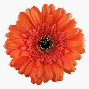 Magnet Orange Gerbera Daisy Flower Floral Viny Magnetic Bumper Sticker 5" in Saudi Arabia