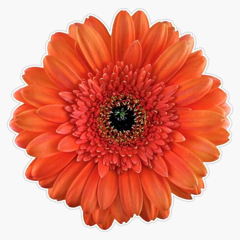 Magnet Orange Gerbera Daisy Flower Floral Viny Magnetic Bumper Sticker 5" in Saudi Arabia