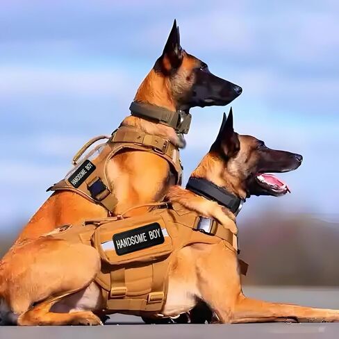 Cool Handsome Boy Embroidered Patch Tactical Funny Military Army Morale Patches Meme Badge Hook & Loop Fastener Emblem for Dog Vest Harnesses Caps Backpack Bag Tactical Clothes in Saudi Arabia