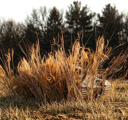 Diorama Grass Static Grass، لوازم الديوراما المصغرة، نباتات القمح البني المصغرة لنماذج القطارات، مشاهد السكك الحديدية، الكثبان الرملية ونماذج ألعاب الحرب in Kuwait