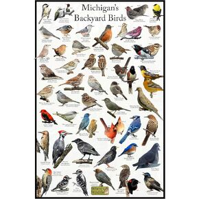 Where's Wildlife Michigan's Backyard Birds Poster - Michigan Bird Chart Highlighting Birds At Your Bird Feeder (16" x 24") in Kuwait