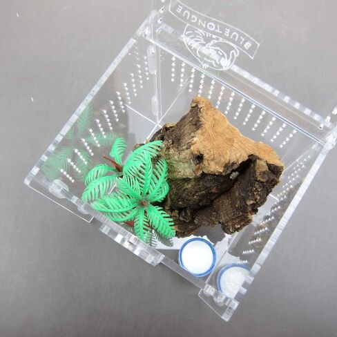 Alfie Pet - Eric Living Habitat for Spiders, Hermit Carbs, Amphibians in Kuwait