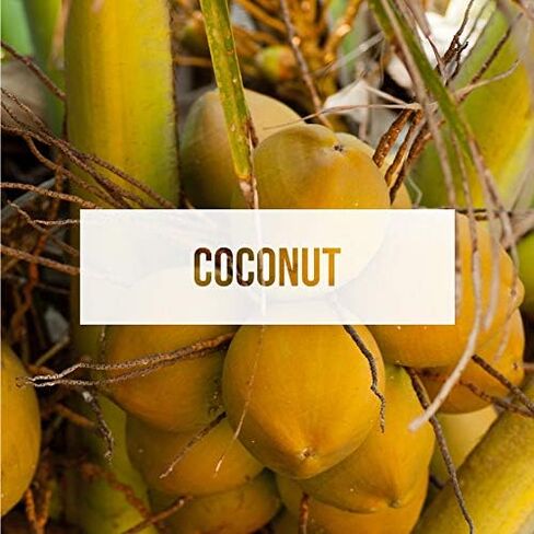 Exotica Car Air Freshener | Spill-Proof Can | Organic | for Home & Auto | Long Lasting Freshness | (Pack of 12) Coconut in Saudi Arabia