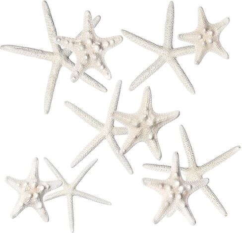 Nautical Crush Trading نجم البحر وديكور نجم البحر - (5) نجم البحر الأبيض 4-6 "و (5) نجم البحر Knobby 2-3.5" - ديكور زفاف الشاطئ - ديكورات الحفلات الساحلية - ديكور صدف in Kuwait