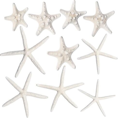 Nautical Crush Trading نجم البحر وديكور نجم البحر - (5) نجم البحر الأبيض 4-6 "و (5) نجم البحر Knobby 2-3.5" - ديكور زفاف الشاطئ - ديكورات الحفلات الساحلية - ديكور صدف in Kuwait