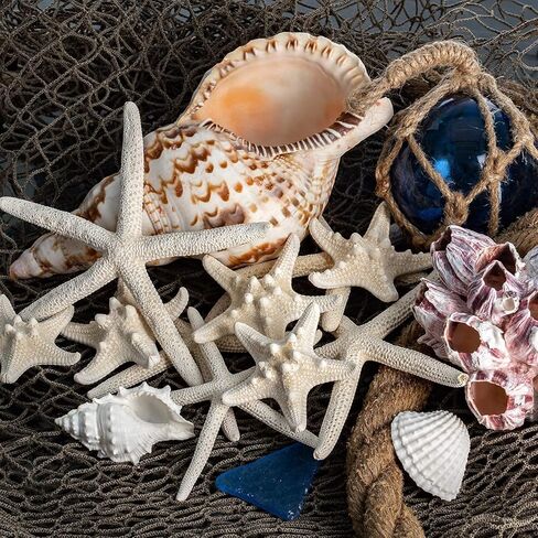 Nautical Crush Trading نجم البحر وديكور نجم البحر - (5) نجم البحر الأبيض 4-6 "و (5) نجم البحر Knobby 2-3.5" - ديكور زفاف الشاطئ - ديكورات الحفلات الساحلية - ديكور صدف in Kuwait
