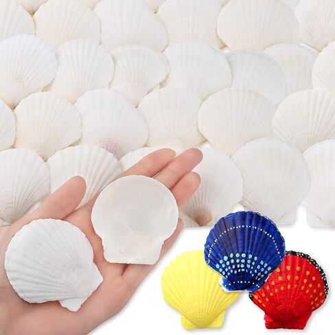LAIDANLA 36pcs Natural White Scallop Shells 2-3 Inches, Sea Shells for Crafts Painting DIY Candle Making Beach Wedding Ocean Themed Party Decor, Clam Shell for Home Decorating in Saudi Arabia