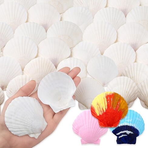LAIDANLA 36pcs Natural White Scallop Shells 2-3 Inches, Sea Shells for Crafts Painting DIY Candle Making Beach Wedding Ocean Themed Party Decor, Clam Shell for Home Decorating in Kuwait