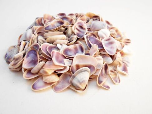 1/2 lb (800-1000) Blue/White/Purple Coquina Shells Tiny Seashells (About 1/2") Beach Wedding Nautical Crafts Vase Filling Aquarium in Saudi Arabia