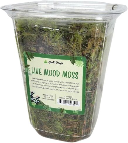 Sprig & Stone Fresh Mood Moss | Medium in Kuwait