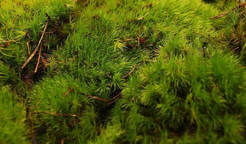 Sprig & Stone Fresh Mood Moss | Medium in Kuwait