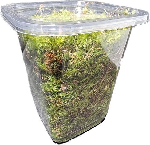 Sprig & Stone Fresh Mood Moss | Medium in Kuwait