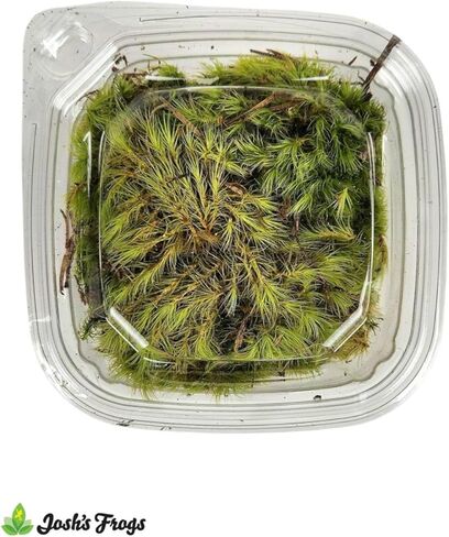 Sprig & Stone Fresh Mood Moss | Medium in Kuwait
