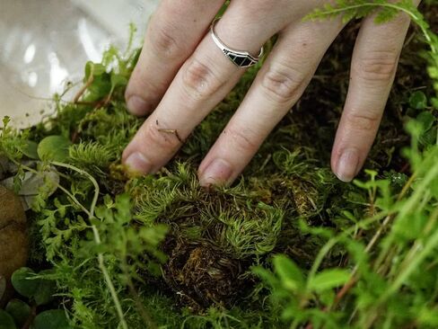 Sprig & Stone Fresh Mood Moss | Medium in Kuwait
