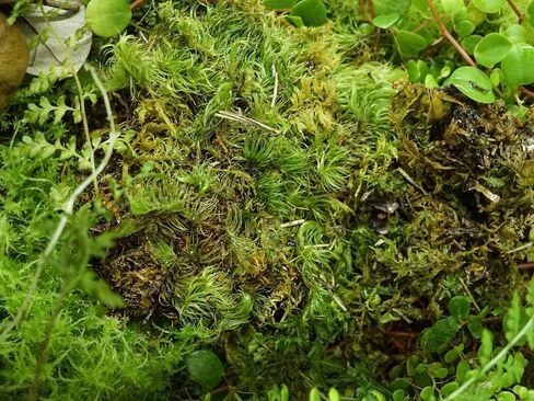 Sprig & Stone Fresh Mood Moss | Medium in Kuwait