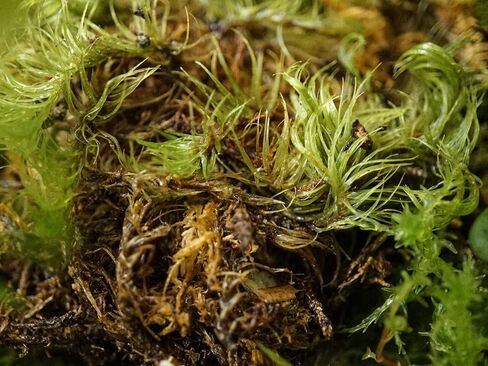 Sprig & Stone Fresh Mood Moss | Medium in Kuwait
