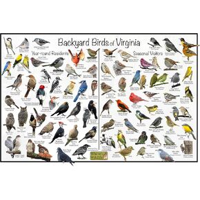 Where's Wildlife Backyard Birds of Virginia Bird Identification Poster Divided into Year-round Residents and Seasonal Visitors - Birdwatching Nature Chart (12" x 18") in Saudi Arabia