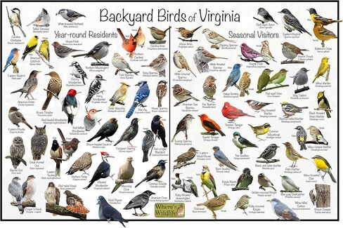 Where's Wildlife Backyard Birds of Virginia Bird Identification Poster Divided into Year-round Residents and Seasonal Visitors - Birdwatching Nature Chart (12" x 18") in Saudi Arabia