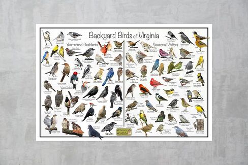 Where's Wildlife Backyard Birds of Virginia Bird Identification Poster Divided into Year-round Residents and Seasonal Visitors - Birdwatching Nature Chart (12" x 18") in Saudi Arabia