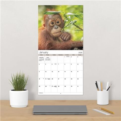 Baby Animals Calendar 2026 - Deluxe 2026 Animal Babies Wall Calendar Bundle with Over 100 Calendar Reminder Stickers (Cute Wildlife Gifts, Office Supplies) in Saudi Arabia