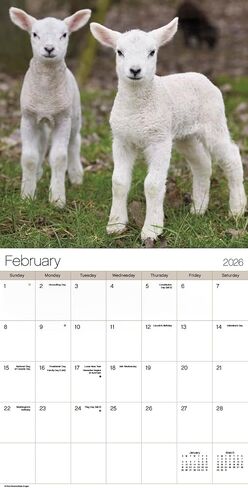 Baby Animals Calendar 2026 - Deluxe 2026 Animal Babies Wall Calendar Bundle with Over 100 Calendar Reminder Stickers (Cute Wildlife Gifts, Office Supplies) in Saudi Arabia