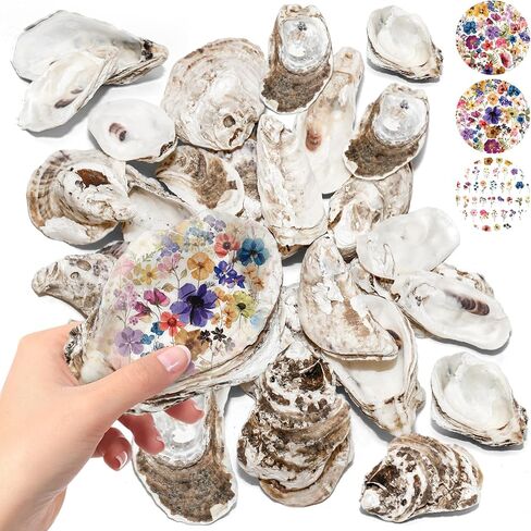 30PCS Oyster Shells for Crafts,Lncluding 25PCS Concave & 5PCS Flat,3"-4" Natural Medium Oyster Shells Bulk,for Home Vase Filler, Xmas Ornaments, DIY Arts and Crafts Sea Shells,Gift 50 Stickers in Saudi Arabia