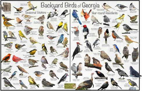 Where's Wildlife Backyard Birds of Georgia Bird Identification Poster Divided into Year-round Residents and Seasonal Visitors - Birdwatching Nature Chart (16" x 24") in Saudi Arabia