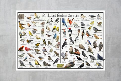 Where's Wildlife Backyard Birds of Georgia Bird Identification Poster Divided into Year-round Residents and Seasonal Visitors - Birdwatching Nature Chart (16" x 24") in Saudi Arabia