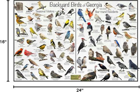 Where's Wildlife Backyard Birds of Georgia Bird Identification Poster Divided into Year-round Residents and Seasonal Visitors - Birdwatching Nature Chart (16" x 24") in Saudi Arabia