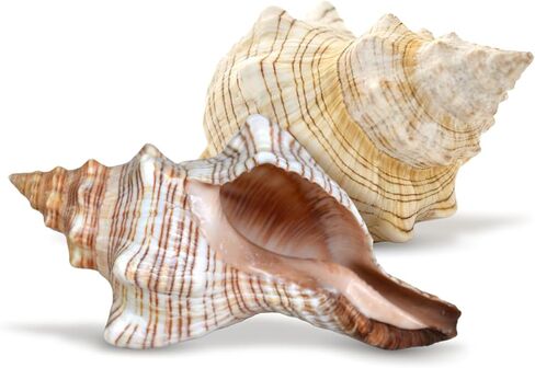 Nautical Crush Trading Fox Striped Conch - 2pc 5-6 inch - Large Sea Shells for Wedding Decor and Beach Themed Party - Handpicked Natural Conch Shell for Crafts and Sea Shells Decoration in Kuwait