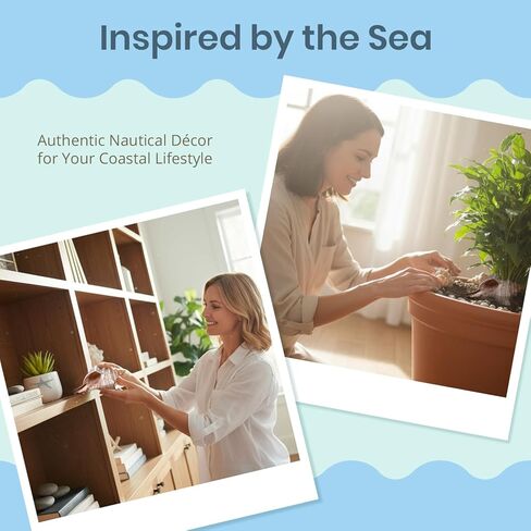 Nautical Crush Trading Fox Striped Conch - 2pc 5-6 inch - Large Sea Shells for Wedding Decor and Beach Themed Party - Handpicked Natural Conch Shell for Crafts and Sea Shells Decoration in Kuwait