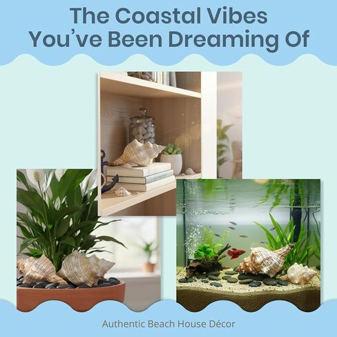 Nautical Crush Trading Fox Striped Conch - 2pc 5-6 inch - Large Sea Shells for Wedding Decor and Beach Themed Party - Handpicked Natural Conch Shell for Crafts and Sea Shells Decoration in Kuwait