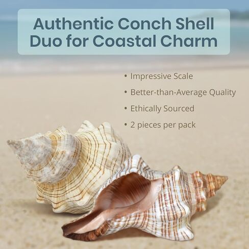 Nautical Crush Trading Fox Striped Conch - 2pc 5-6 inch - Large Sea Shells for Wedding Decor and Beach Themed Party - Handpicked Natural Conch Shell for Crafts and Sea Shells Decoration in Kuwait
