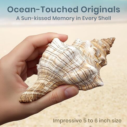 Nautical Crush Trading Fox Striped Conch - 2pc 5-6 inch - Large Sea Shells for Wedding Decor and Beach Themed Party - Handpicked Natural Conch Shell for Crafts and Sea Shells Decoration in Kuwait