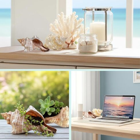 Nautical Crush Trading Fox Striped Conch - 2pc 5-6 inch - Large Sea Shells for Wedding Decor and Beach Themed Party - Handpicked Natural Conch Shell for Crafts and Sea Shells Decoration in Kuwait