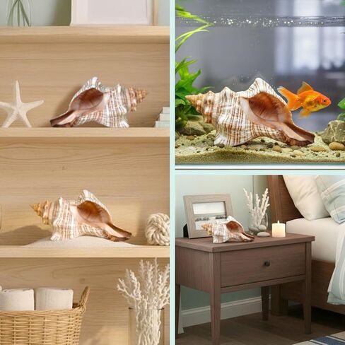 Nautical Crush Trading Fox Striped Conch - 2pc 5-6 inch - Large Sea Shells for Wedding Decor and Beach Themed Party - Handpicked Natural Conch Shell for Crafts and Sea Shells Decoration in Kuwait