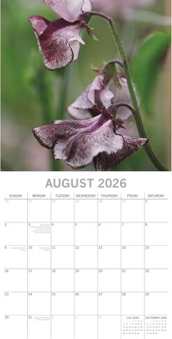 The Gifted Stationery 16-Month Square Wall Calendar - 2026 Calendar with Floral Theme - Easy Hang & 2026 Wall Planner - 16 Months September 2025-December 2026-12 x 12 in, 180 Stickers in Kuwait