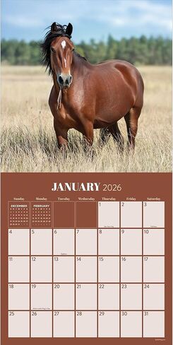 TF Publishing 2026 Horses Wall Calendar - Large Grids for Appointments and Scheduling - Vertical Monthly Wall Calendar 2026 with Premium Gloss Paper for Home and Office Organization - 12in x 12in in Kuwait