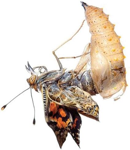 Insect Lore Life Cycle Lessons Bundle | Butterfly Kit with 2 Cups Live Caterpillars | Ladybug Land with 2 Tubes Live Ladybug Larvae | Reusable Habitats, 2 STEM Journals & More in Kuwait