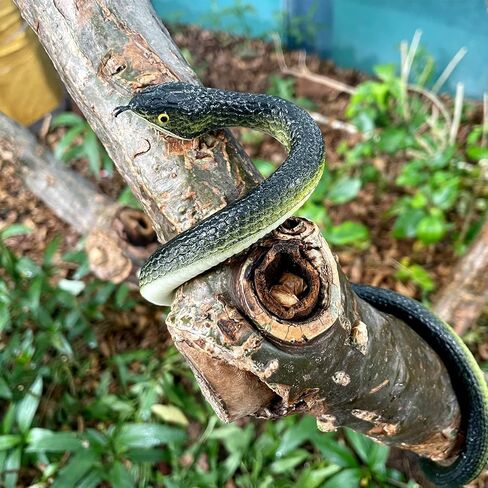 LRCXL 3 Pack Rubber Snakes Fake Snake, Realistic Large Snakes Toy Keep Birds Away, Fake Black Mamba Toy (47" & 31.5") Scare Squirrels, Mice, Pranks Halloween Decoration Props in Saudi Arabia