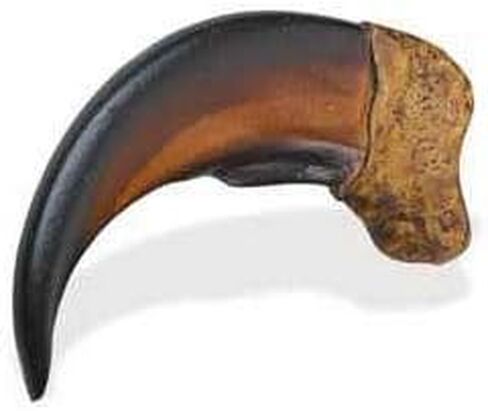 Tandy Leather Cast Resin Bear Claw Large 53990-02 in Kuwait