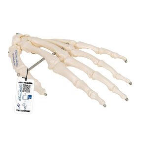 3B Scientific A40 Hand Skeleton Wire Mounted - 3B Smart Anatomy