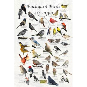 Where's Wildlife Backyard Birds of Georgia - Laminated Bird Identification Poster Chart (24" x 36") in Saudi Arabia