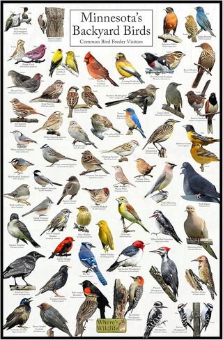 Where's Wildlife Minnesota's Backyard Birds Poster - Minnesota Bird Chart Highlighting Birds At Your Bird Feeder (20" x 30") in Saudi Arabia