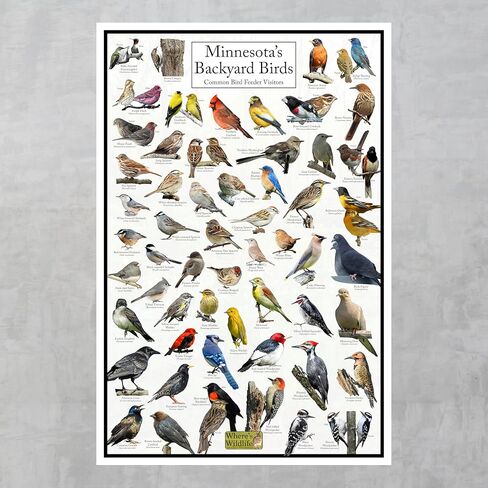 Where's Wildlife Minnesota's Backyard Birds Poster - Minnesota Bird Chart Highlighting Birds At Your Bird Feeder (20" x 30") in Saudi Arabia
