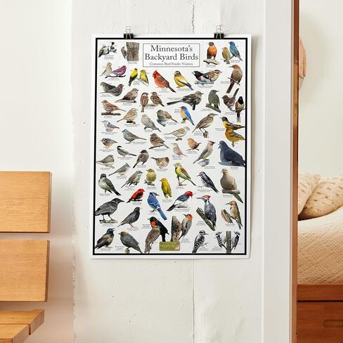 Where's Wildlife Minnesota's Backyard Birds Poster - Minnesota Bird Chart Highlighting Birds At Your Bird Feeder (20" x 30") in Saudi Arabia