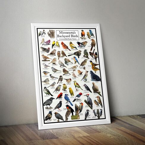 Where's Wildlife Minnesota's Backyard Birds Poster - Minnesota Bird Chart Highlighting Birds At Your Bird Feeder (20" x 30") in Saudi Arabia